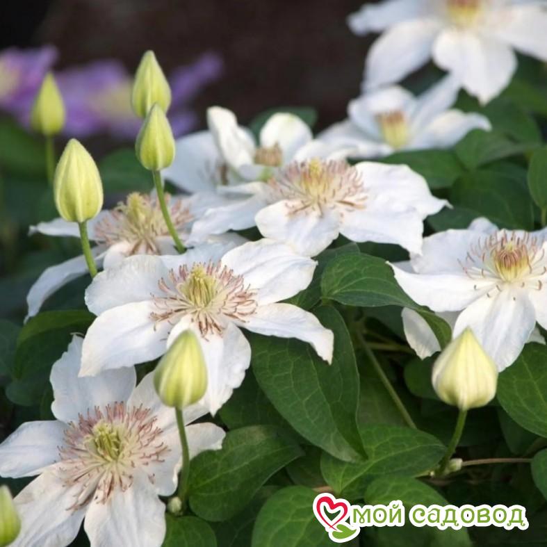 Клематис Дестини ЗКС