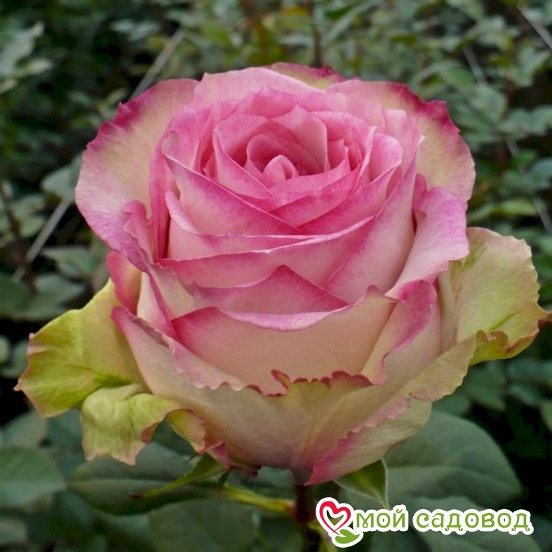 Роза Эсперанса