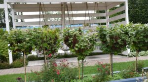 саженцы смородины